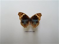 藏品(青眼蛺蝶)的圖片